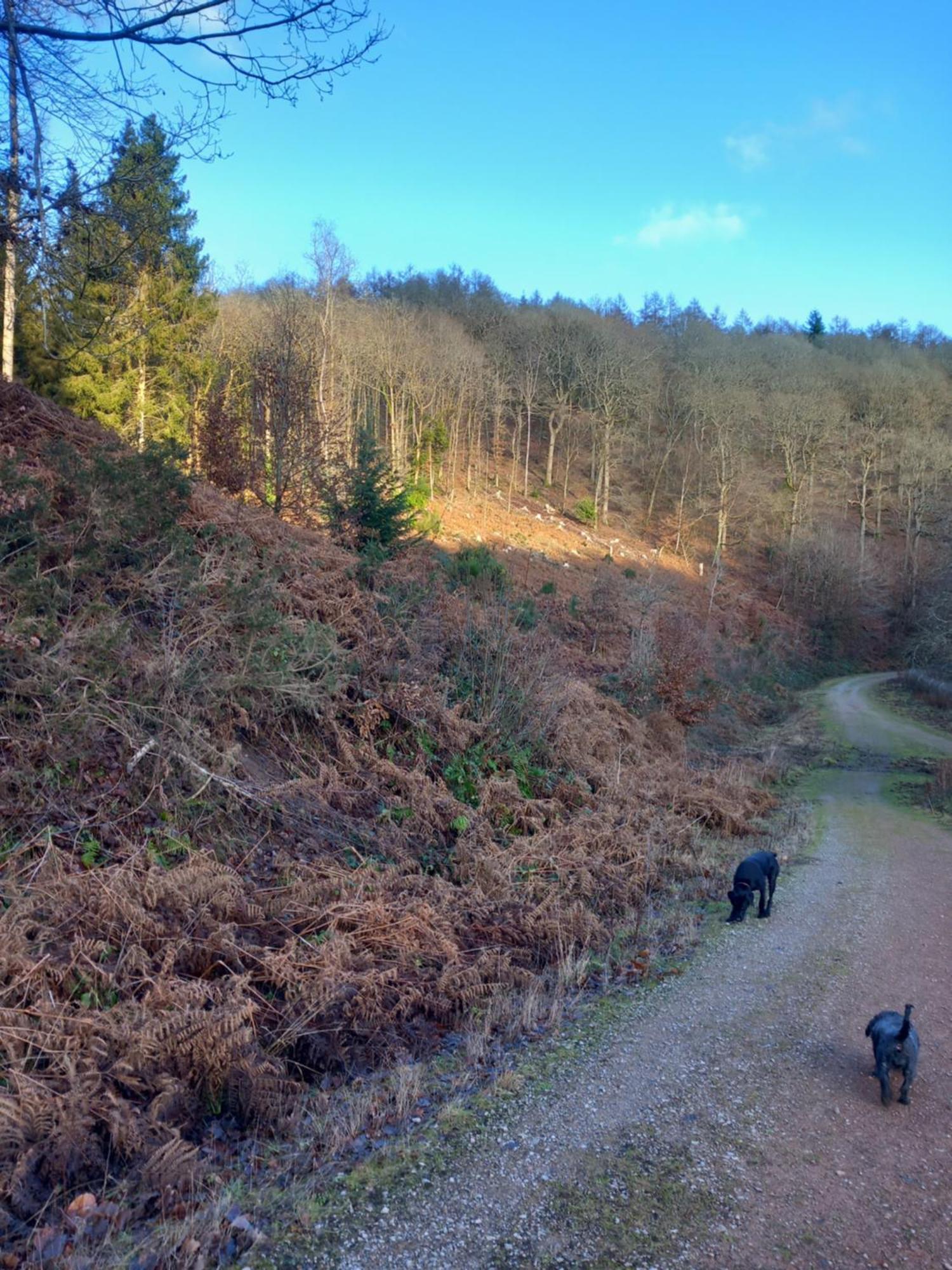 The Bungalow, Forest Of Dean Coleford  Esterno foto