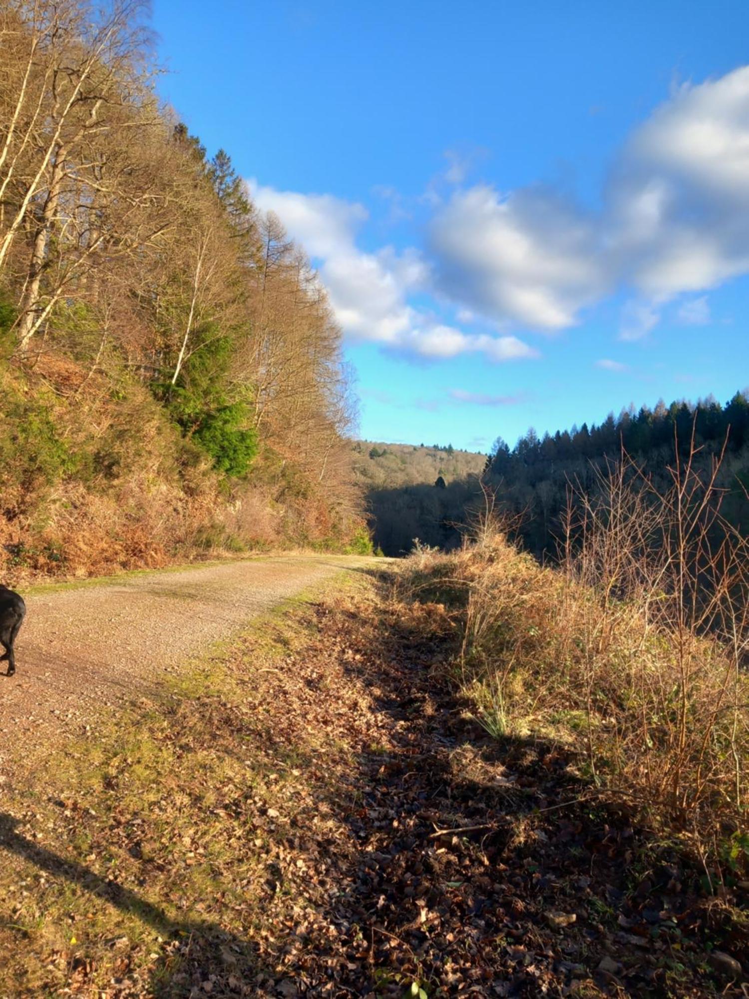 The Bungalow, Forest Of Dean Coleford  Esterno foto