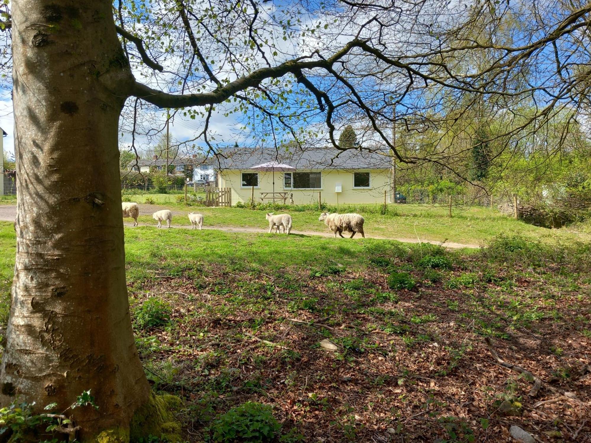 The Bungalow, Forest Of Dean Coleford  Esterno foto