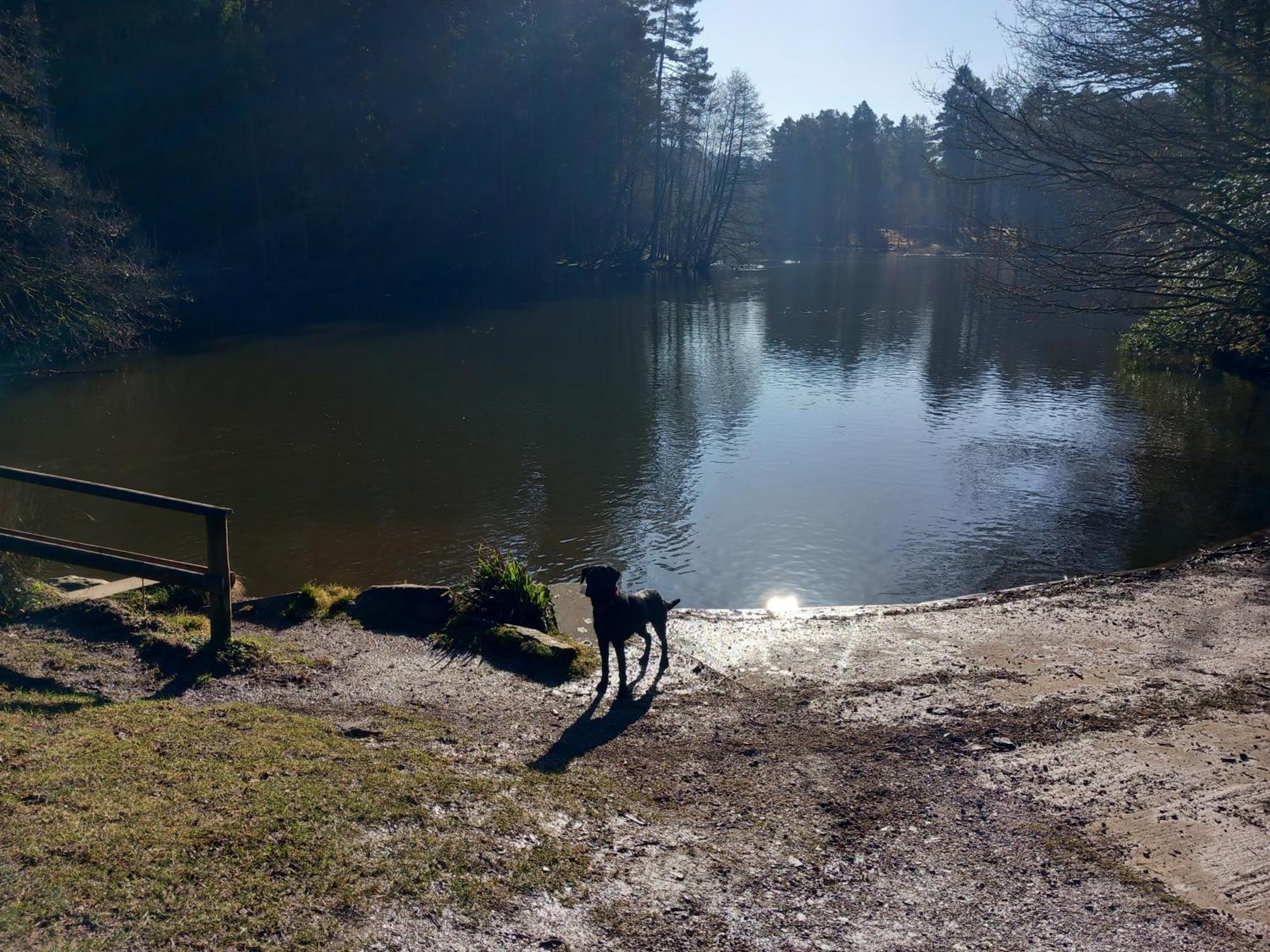 The Bungalow, Forest Of Dean Coleford  Esterno foto